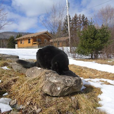 Cajun Cedar Log Cottages Margaree Forks Екстериор снимка