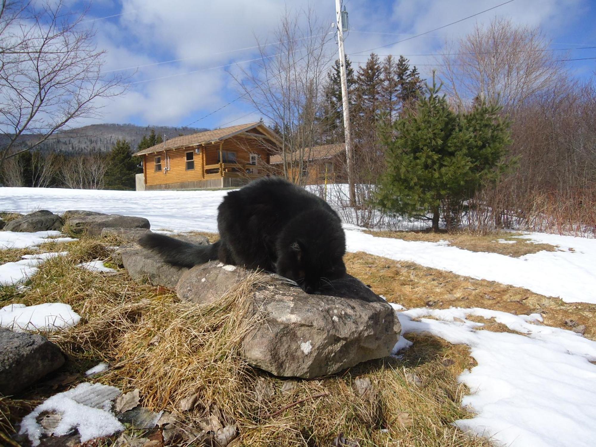Cajun Cedar Log Cottages Margaree Forks Екстериор снимка